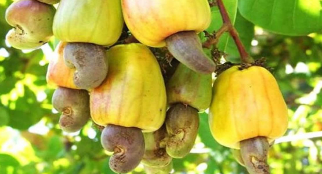 Government needs to support cashew farmers with credit —Chairman