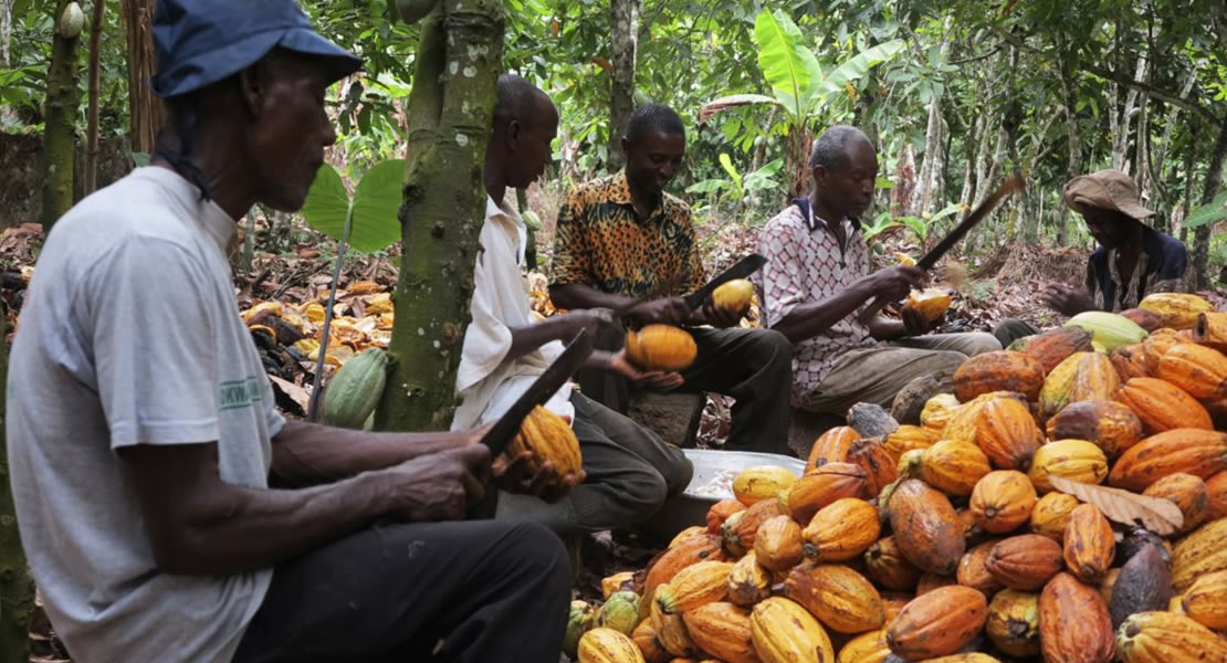 New cocoa price will worsen the plight of cocoa farmers – Minority