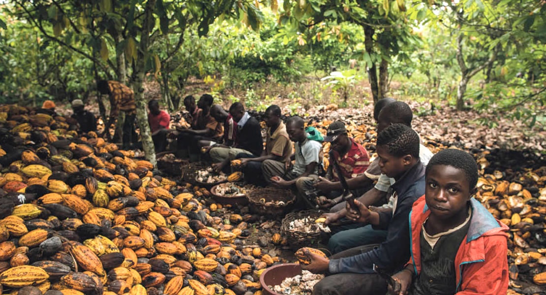 “Children in cocoa production would lead to rejection of our cocoa”—Minister-designate