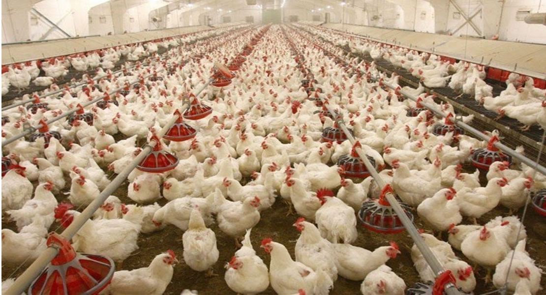 ”No ban on importation of Poultry Products” – Dr Bissiw