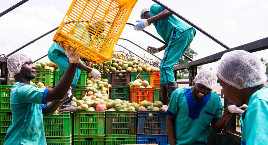 PERD would shore up revenue from the tree crop sector by 14b dollars—Dr. Afriyie